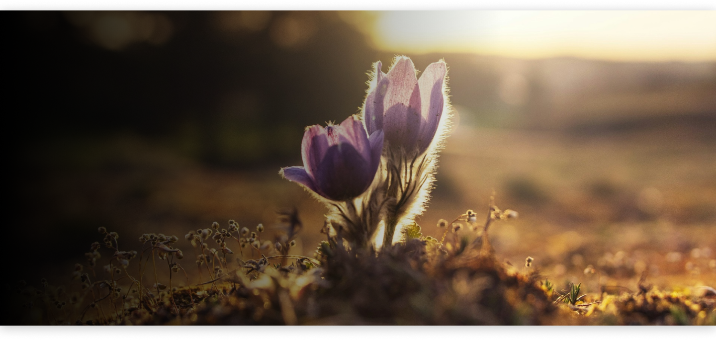 About Galgotias Online University – History and achievements